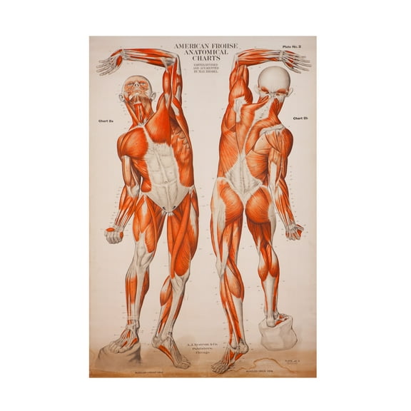 Print Collection 'American Frohse Anatomical Wallcharts Plate 2' Canvas Art