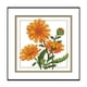 thumbnail image 2 of Bordado Flor Diciembre-Octubre Punto de Cruz Parcial 11CT 21x21cm (H432) Hugtrwg Para estrenar, 2 of 9