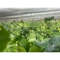 thumbnail image 3 of Nature's Way Farms Philodendron Monstera Live Plant (25-30 inches tall) in growers pot, 3 of 5