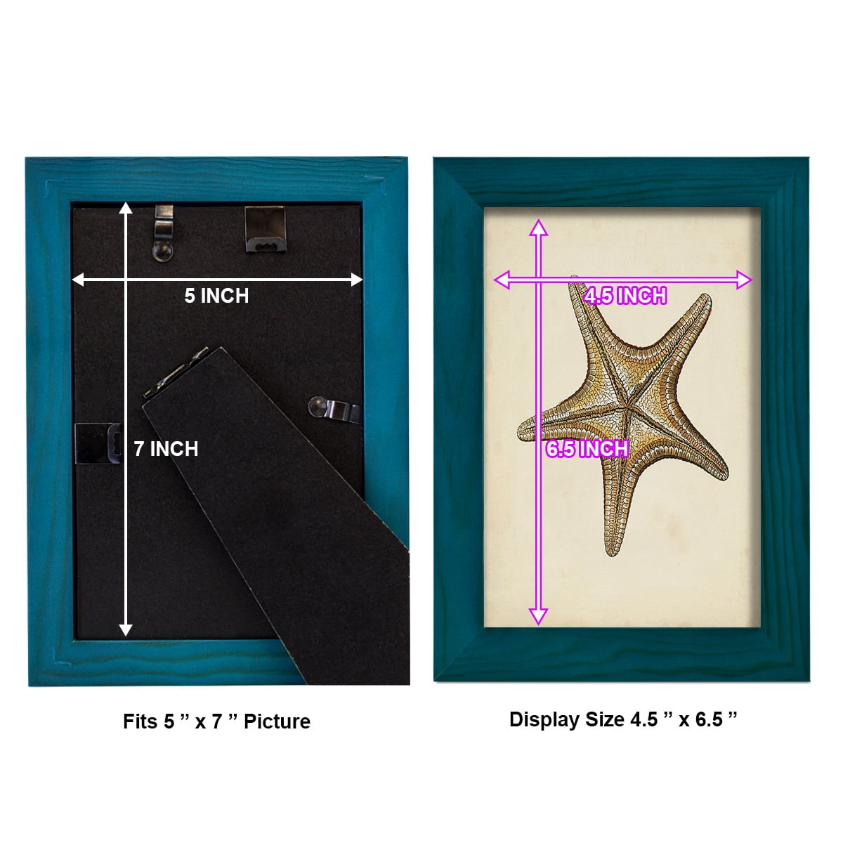 Sealife Collection IV - Framed Print w/glass - Ocean Blue