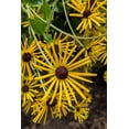 thumbnail image 6 of Seedville 300 Sweet Coneflower/ Rudbeckia Subtomentosa Flower Seed, 6 of 7