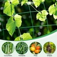 thumbnail image 6 of Uxcell Trellis Netting for Climbing Plants 6.6 x 9.8ft 27 Strands Heavy Duty Garden Trellis Netting Polyethylene Plant Support Net with 4" x 4" Mesh for Fruits Vegetables Cucumber, 6 of 6