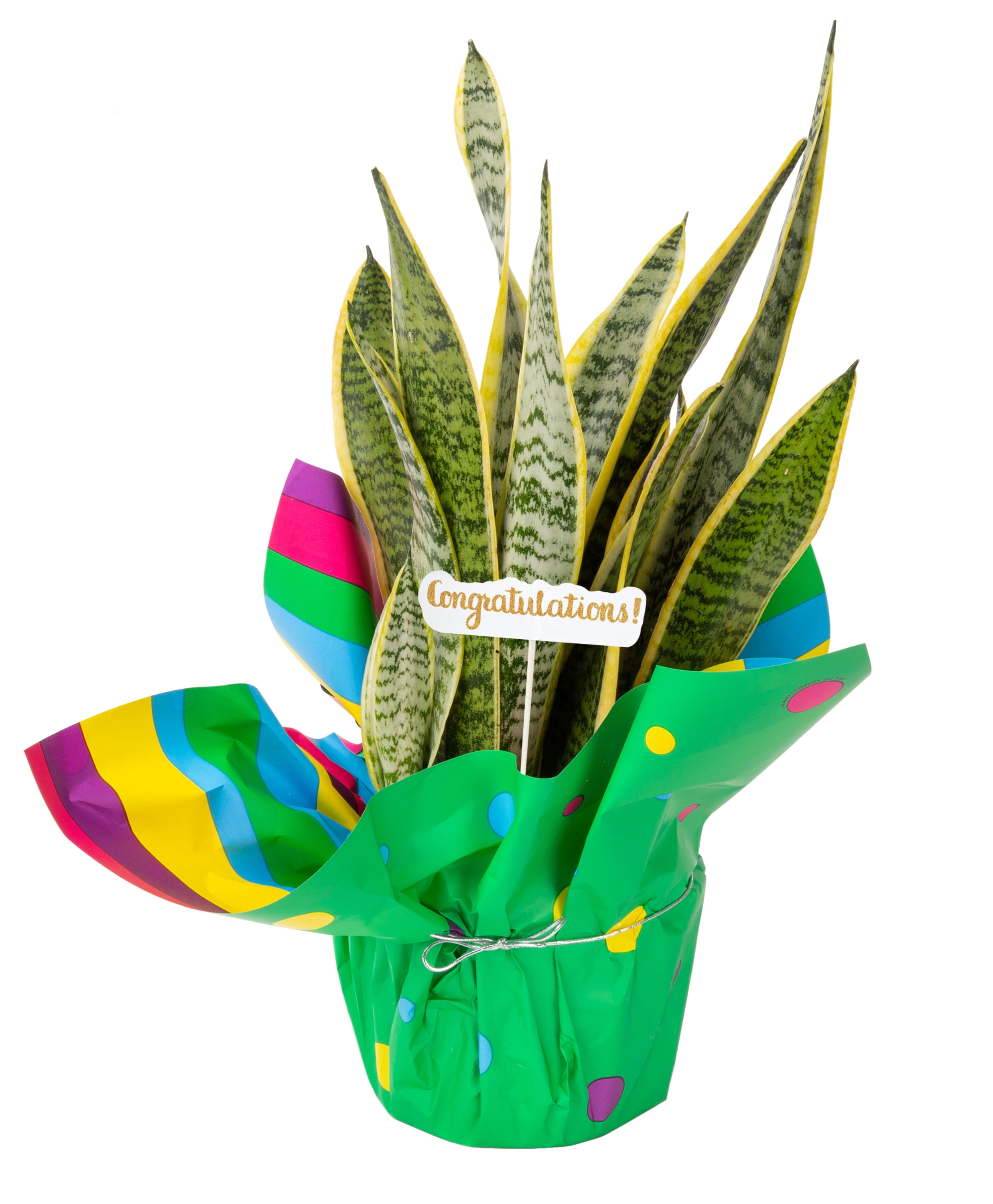 Costa Farms Live Indoor 14in. Tall Green Snake Plant; Bright, Indirect  Sunlight Plant in 6in. Gift Wrap - Walmart.com