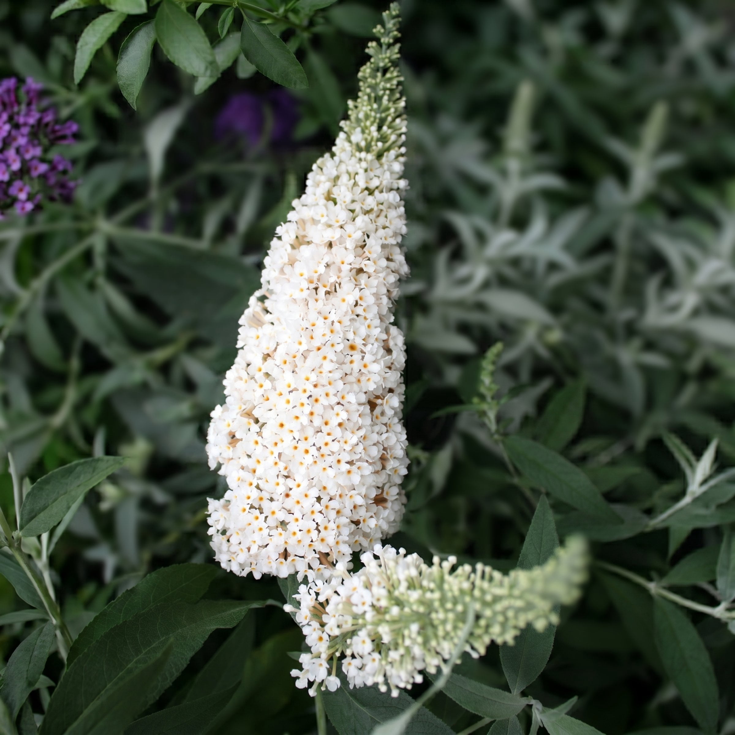 National Plant Network 3.25 in. Buddleia Ivory Buzz (16-Pack)