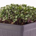 thumbnail image 4 of Mountain Valley Seed Company 2250 Igloo Cauliflower Plant Seeds, GMO Free, 4 of 6