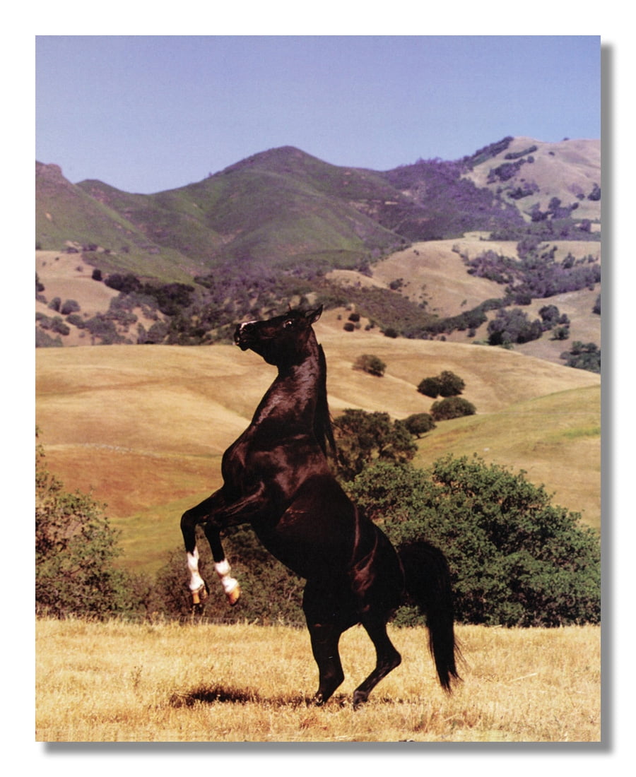 Black Stallion Horse Stands on Bluff Western Photo Wall Picture 8x10 Art Print 