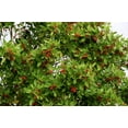 thumbnail image 4 of Dahoon Holly Tree  3 Live Plants  Ilex Cassine  Beautiful Red Berries  Screening Hedge Privacy Foliage, 4 of 9