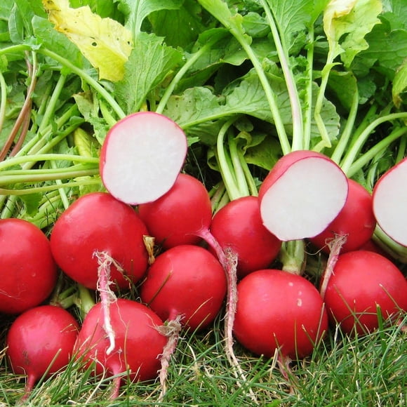 GSDWIUEW Graines de Radis Français Boule Rouge 22 Jours Légume d'Héritage pour la Plantation