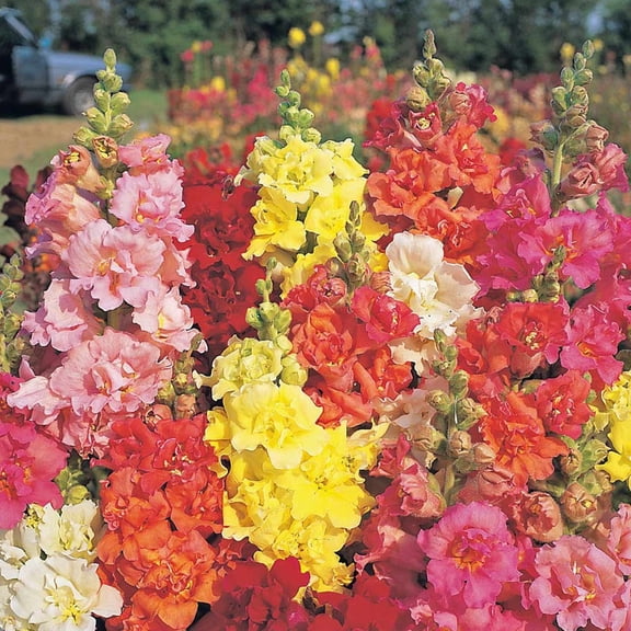 Snapdragon Flower Seeds - Madame Butterfly Mixture - 500 Seeds - Mix Color Blooms - Annual Flower Garden