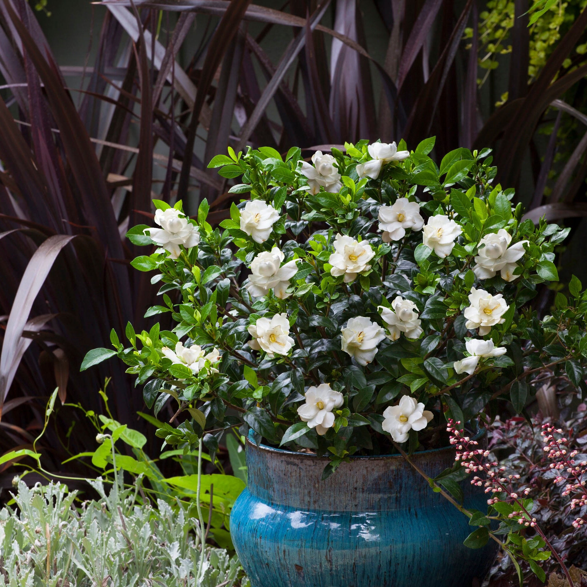 Expert Gardener 2.5 Quart Gardenia Frostproof Live Shrub