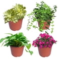 thumbnail image 4 of 100 Pack 7" Plastic Plant Pots Seedling Cups Plant Container Nursery Pots Fit for Seeds Germination, Seedlings Growing, Succulents Planting, Seeds Starting, 4 of 8