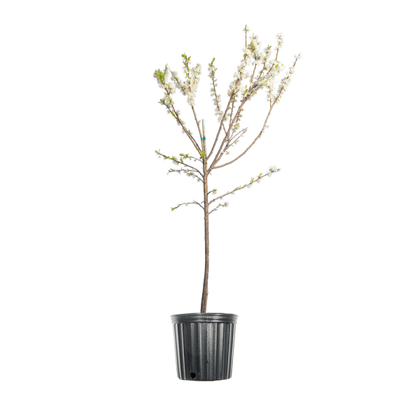 4-5ft Scarlet Beauty Plum - Low Chill Hour - Heavy Producer