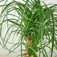 thumbnail image 5 of Palm Ponytail Live Plant for Indoor | Different Houseplants in 4'' & 6'' Pot | Real House Plant for Living Room, Office, Desk & Bathroom | Beaucarnea recurvata | Ponytail Palm, 5 of 8
