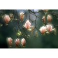 thumbnail image 2 of Magnolias, Stanley Park, British Columbia, Canada Poster Print (18 x 12), 2 of 4