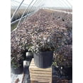 thumbnail image 4 of Midnight Ruby Rhododendron, 4 of 6