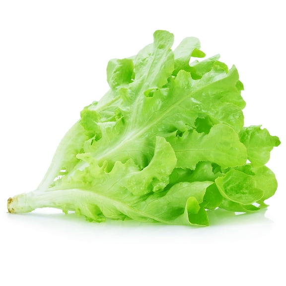 Lettuce Seeds - Leaf - Royal Oakleaf - 1 g Packet ~900 Seeds - Lactuca sativa - Farm & Garden Vegetable Seeds - Non-GMO, Heirloom, Open Pollinated, Annual