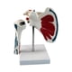 thumbnail image 3 of Modelo de articulación del hombro humano, modelo de articulación del hombro del ligamento, anatómico incluye soporte, muestra de ayuda para enseñar, 3 of 10