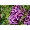 thumbnail image 3 of 25 FRENCH / Old FASHIONED LILAC Syringa Vulgaris Flower Shrub Bush Seeds, 3 of 10