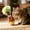 Coffee, variant on Wooden Wobble Cat Toy, Natural Beechwood Self-Righting Tumbler for Indoor Cats