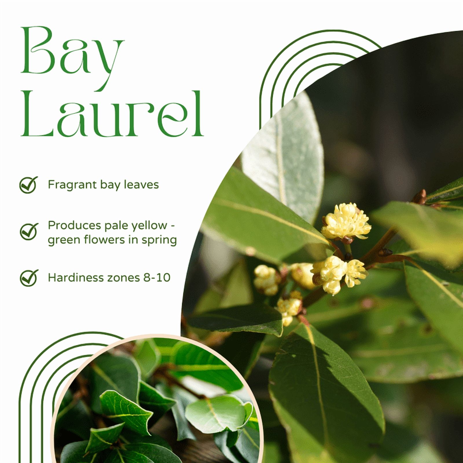 Bay Leaf Live Plant, 8 to 10 Inches in Tall, Laurel Nobilis for Indoor Outdoor Planting