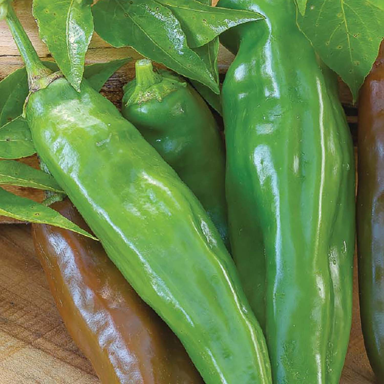 Ferry-Morse 1G Pepper, Hot Anaheim Chili Vegetable Plant Seed Full Sun