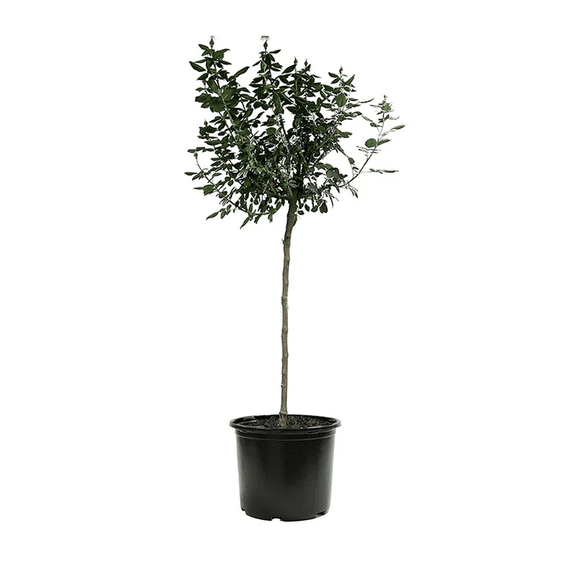 Direct Gardening Iceberg Floribunda Rose Dormant Bare Root Plant Starter
