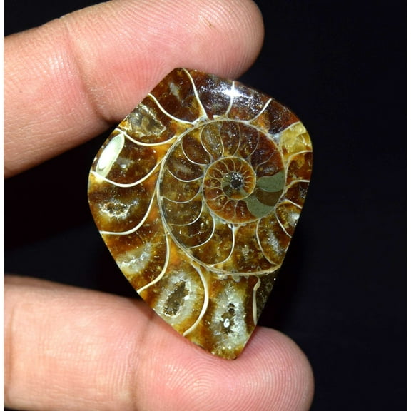 Natural Ammonite Fossil Cabochon Loose Gemstone 78.40 Cts