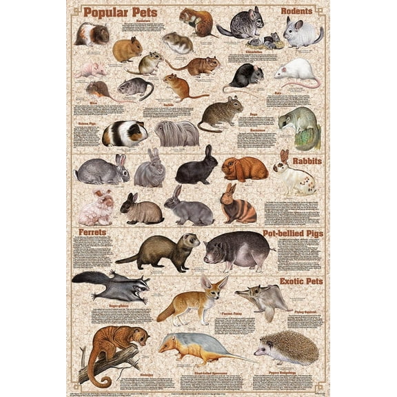 Popular Mammal Pets Educational Science Animals Classroom Chart Print Poster 24x36