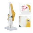 thumbnail image 3 of Avec Modèle d'Articulation du Genou Ligamentaire, Modèle de Simulation d'Articulation du Genou Taille Réelle, pour Amateurs d'Apprentissage des Os Humains, 3 of 8