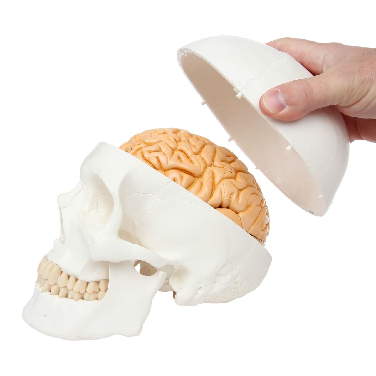 Axis Scientific 3-Part Human Skull Model with Removable 8-Part Brain, Life Size Plastic Skull is Molded from a Real Human Skull, Includes Detailed Product Manual, 3 Year Warranty