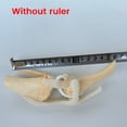 thumbnail image 2 of Modelo de Rodilla Modelo Anatómico de Articulación Modelo de Esqueleto Canino Anatomía del Esqueleto Animal Regalo de Médica, 2 of 5