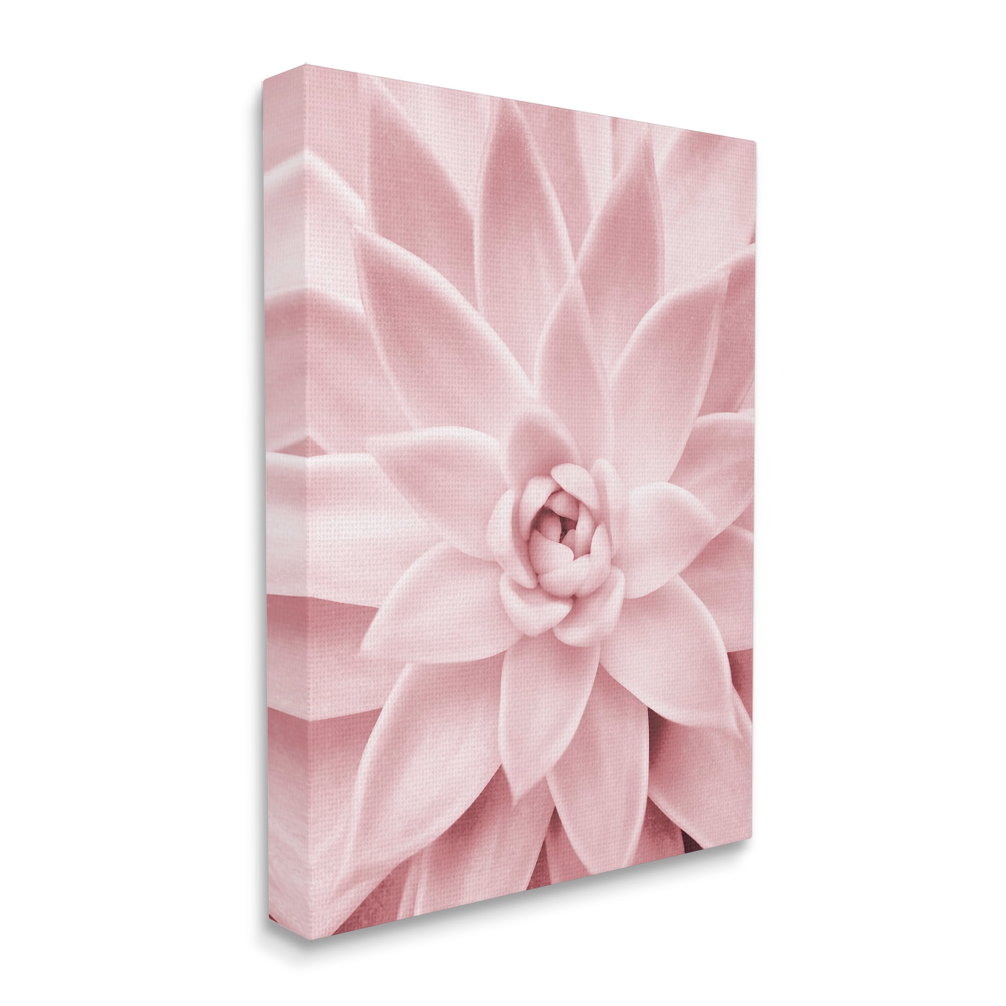 Stupell Industries Pastel Pink Succulent Botanical & Floral Photography Gallery Wrapped Canvas Print Wall Art, 24 x 30