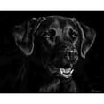 thumbnail image 3 of Chapman, Julie T. 14x12 Black Modern Framed Museum Art Print Titled - Canine Scratchboard XVII, 3 of 5