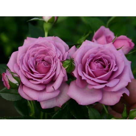 Lavender Veranda® Rose Bush - Fragrant/Hardy - 4