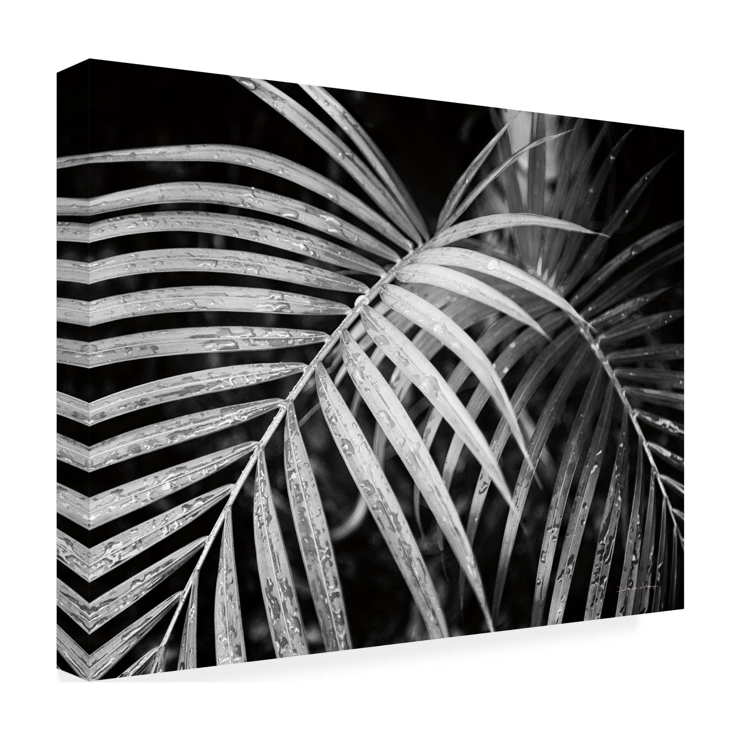 Trademark Fine Art 'Palm Fronds Black And White' Canvas Art by Debra Van Swearingen
