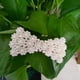 thumbnail image 1 of Pasadores de cabello BuyWeek con perlas falsas, 1 of 1