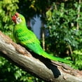 thumbnail image 3 of Adorno Pájaro Animal Jardín Libre Decoración de árbol Amarillo Sharpla, 3 of 8