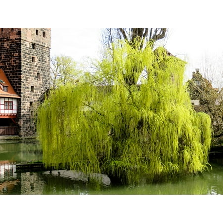 Framed Art For Your Wall Weeping Willow Spring Jewelry Framed Art For Your Wall Weeping Willow Spring Jewelry