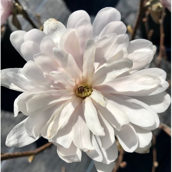 Centennial Blush Magnolia Live Tree -1 Gallon