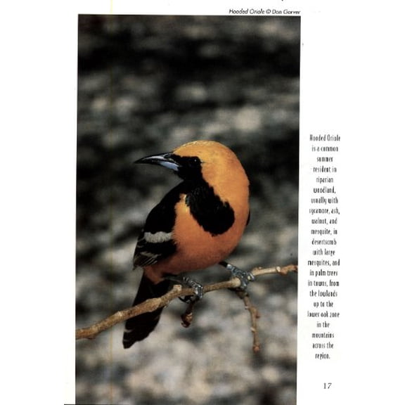 Pre-Owned Tucson Audubon Society's Finding Birds in Southeast Arizona (Paperback) 0964503131 9780964503137