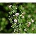 thumbnail image 3 of Spanish Clover Flower Seeds, 1000 Seeds Per Packet, 3 of 7