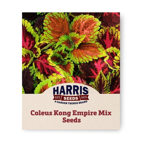 Harris Seeds Kong Empire Mix Coleus, Large Leaf Foliage Plant for Containers and Garden Beds, 100 Count