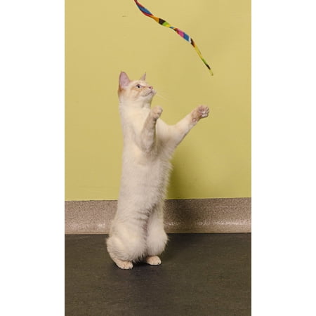 猫じゃらし　プラッツ　レインボーキャットチャーマー