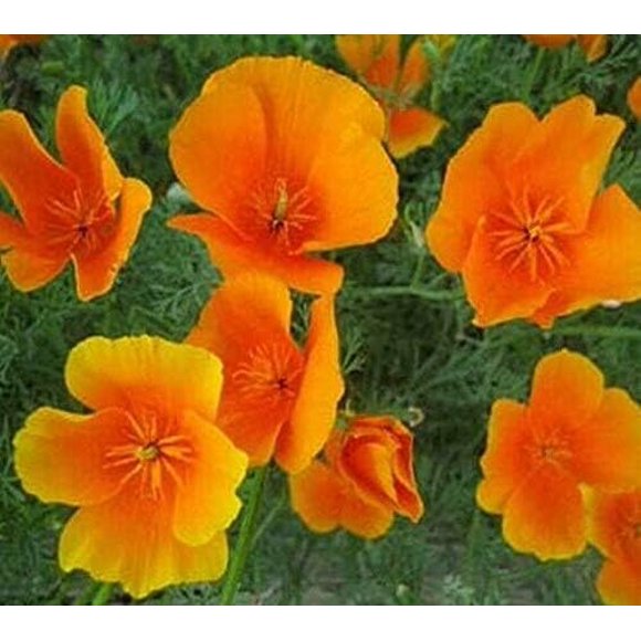 HJADGG California Orange Poppy Flower Seeds 100 Seeds Eschscholzia Californica Non-Hybrid, Open-Pollinated, Suited for