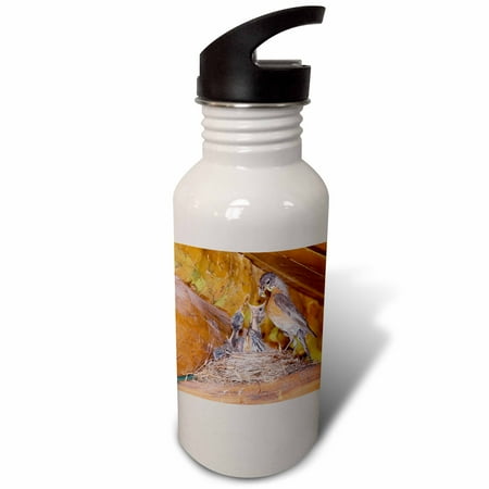 

American Robin bird nest Glacier NP Montana - NA02 RNU0329 - Rolf Nussbaumer 21 oz Sports Water Bottle wb-84387-1