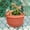 B, variant on Imitation Rattan Woven Creative Flower Pot Garden Flower Pot Flower Pot Wall Hanging Plant Planting Pot Basket Courtyard Balcony