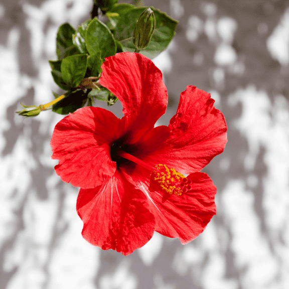 Bright Red Luna Hibiscus Plant Live 4–8 Inches Starter, Compact Perennial Hibiscus Plant for Summer Gardens