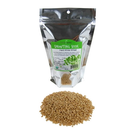 Hard White Wheat - Organic - 1 Lbs. Resealable Bag - High Protein - Perfect for Food Storage, Flour, Baking, Sprouting & (Best Place To Store Flour)