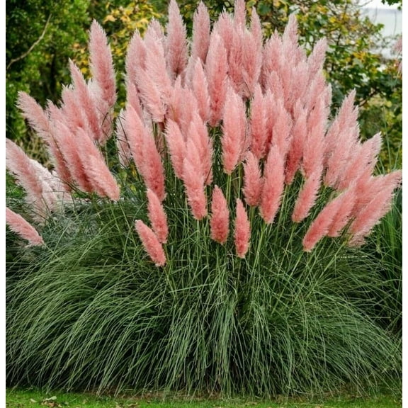 100 Pink Pampas Grass Seeds for Planting - Ornamental Grass seeds - Hardy Perennial Flower Seeds