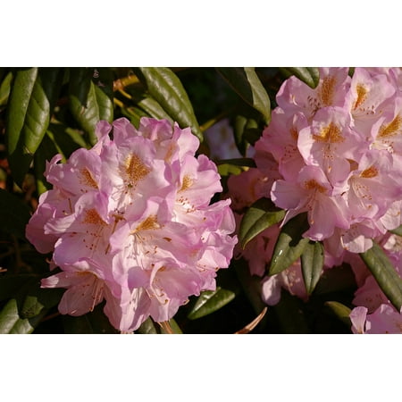 - LAMINATED POSTER Bloom Rhododendron Plant Garden Blossom Close Poster Print 24 x 36